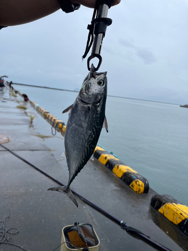 カツオの釣果