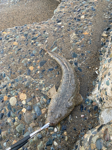 マゴチの釣果