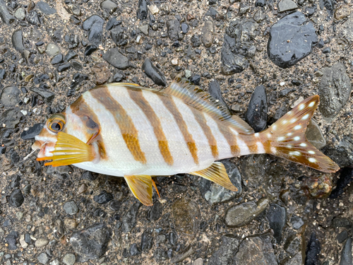 タカノハダイの釣果