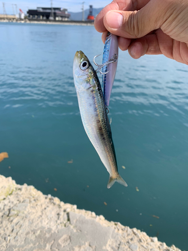 イワシの釣果