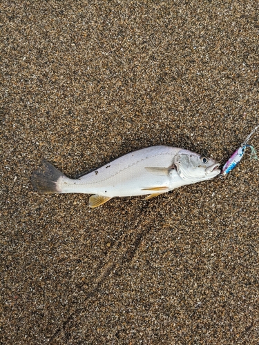 ニベの釣果