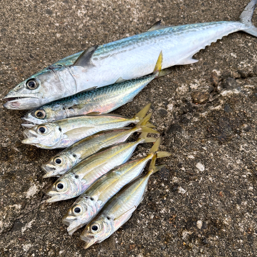 サバの釣果