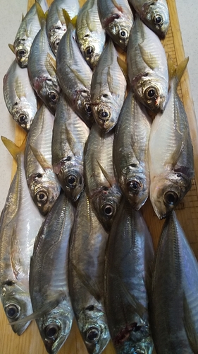 アジの釣果