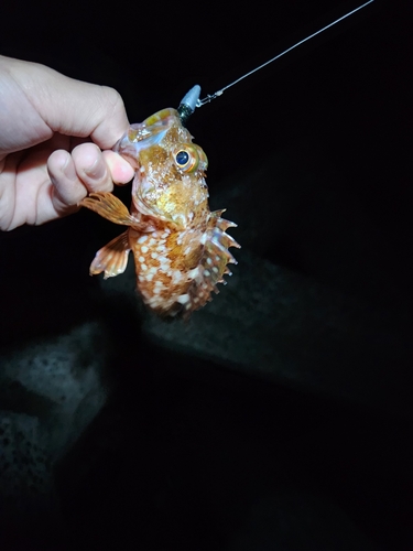 カサゴの釣果