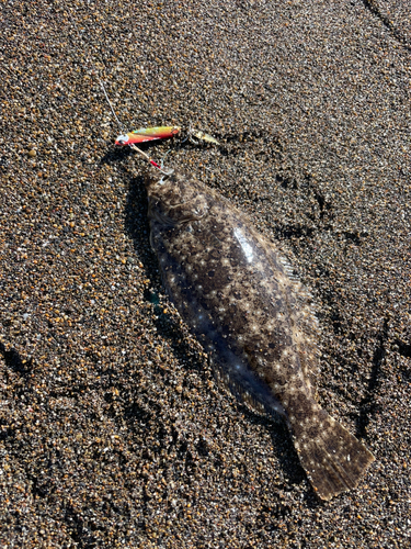 ソゲの釣果