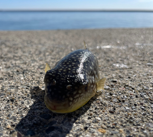 クサフグの釣果