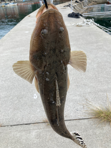 マゴチの釣果