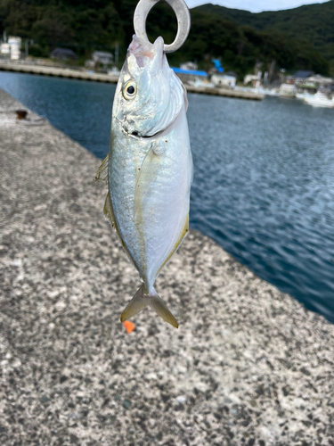 シマアジの釣果