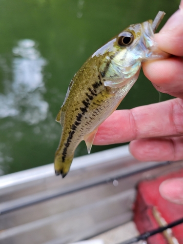 ラージマウスバスの釣果