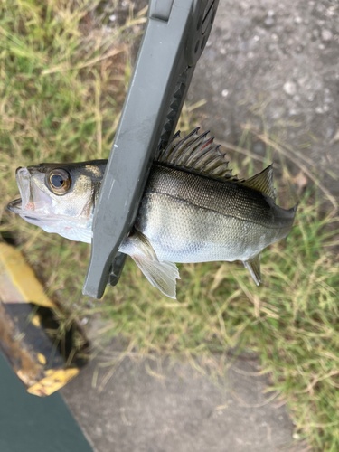 セイゴ（マルスズキ）の釣果