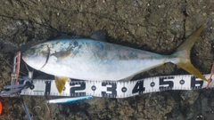 ヒラマサの釣果