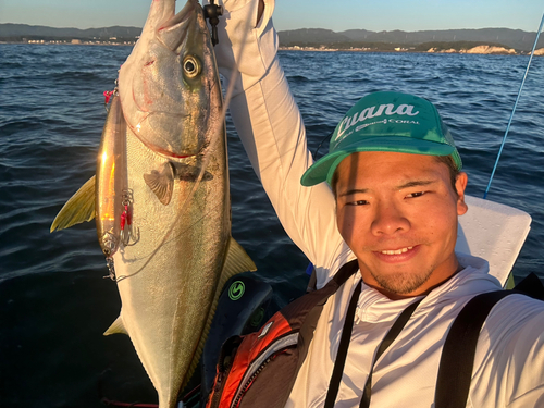 ヒラマサの釣果