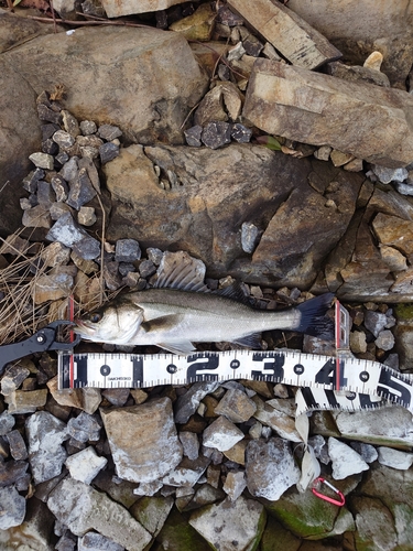 シーバスの釣果