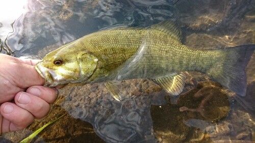 スモールマウスバスの釣果