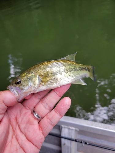 ラージマウスバスの釣果