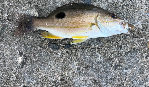 クロホシフエダイの釣果