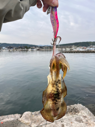 アオリイカの釣果