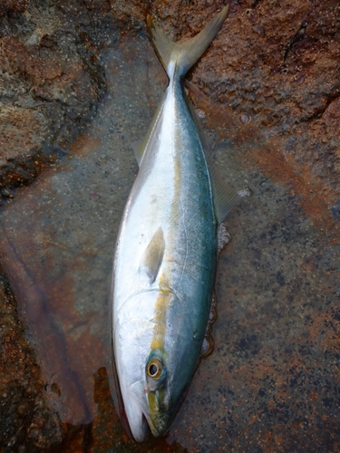 ハマチの釣果