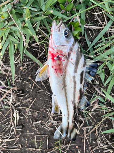 コトヒキの釣果