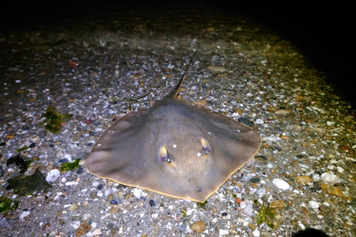 チャリコの釣果