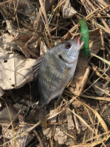 キビレの釣果