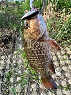 マングローブジャックの釣果