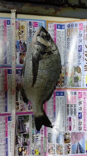 クロダイの釣果