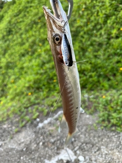 カマスの釣果