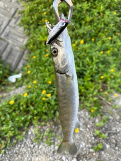 カマスの釣果