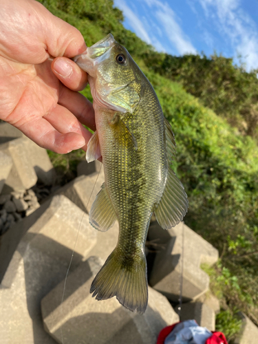 ブラックバスの釣果