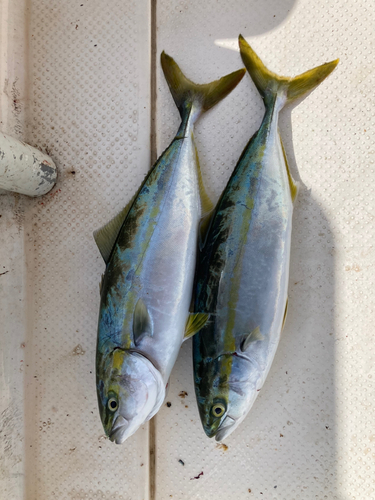 イナダの釣果