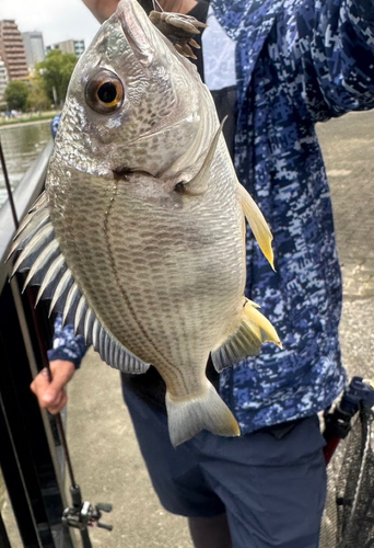 キビレの釣果