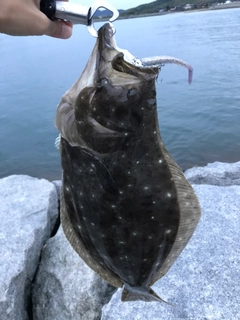 ヒラメの釣果