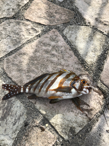 タカノハダイの釣果