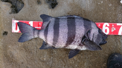 イシダイの釣果