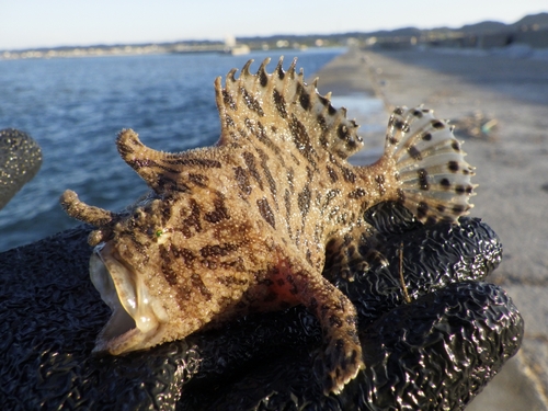 ボラの釣果