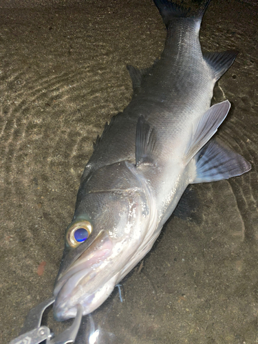 スズキの釣果