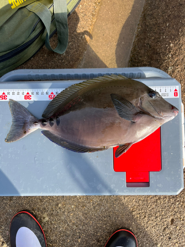 ニザダイの釣果