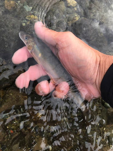 アユの釣果