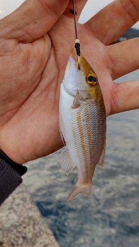 フエフキダイの釣果