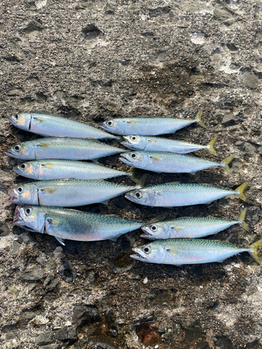 サバの釣果