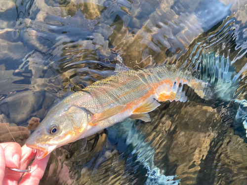 ウグイの釣果