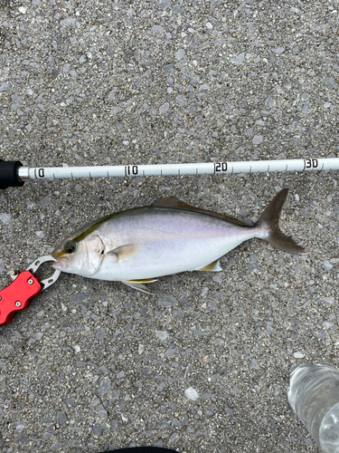 ネリゴの釣果