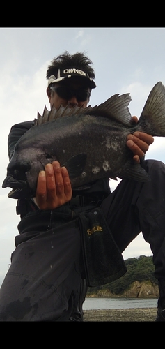 イシダイの釣果