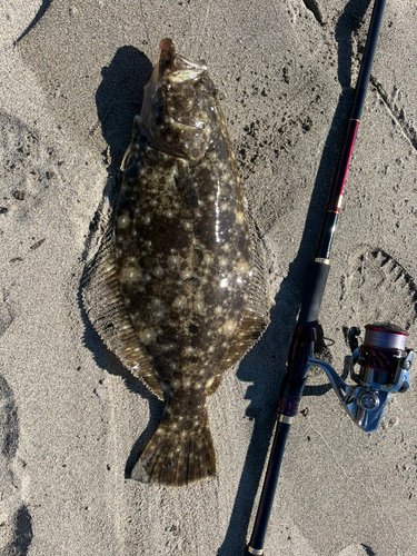 ヒラメの釣果