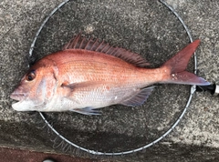 マダイの釣果