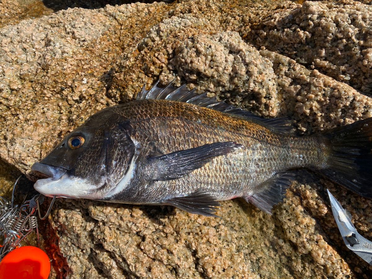 クリリン47さんの釣果 1枚目の画像