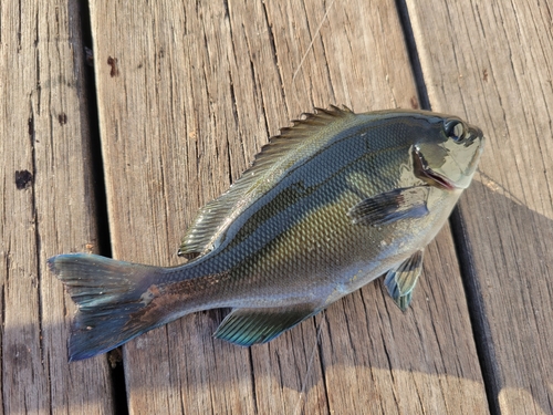 メジナの釣果