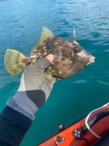 カワハギの釣果