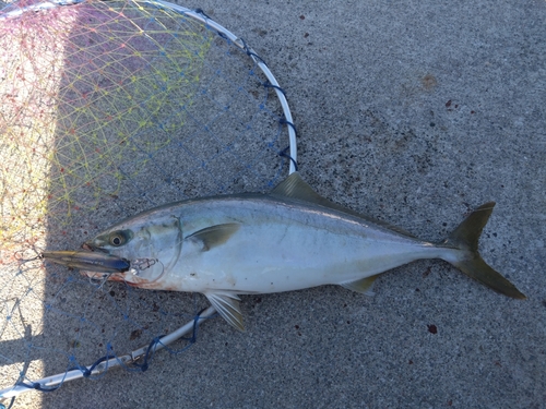 イナダの釣果